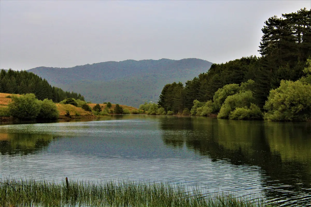 Forest along the shore of Lago Cecita